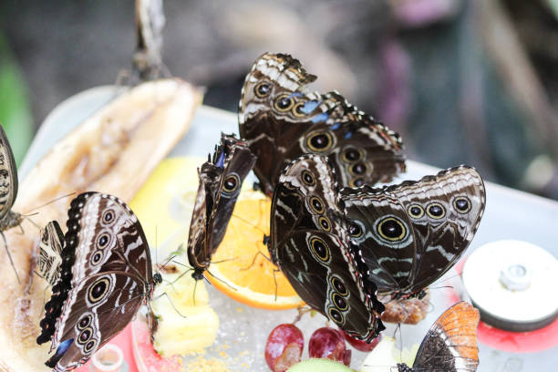 close up of giant owl butterfly on tree