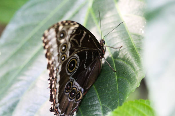 istock yellow edged giant owl butterfly (Caligo atreus) 937326782