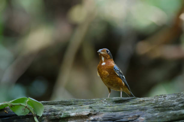 istock Male of white-throated Rock Thrush 937328438