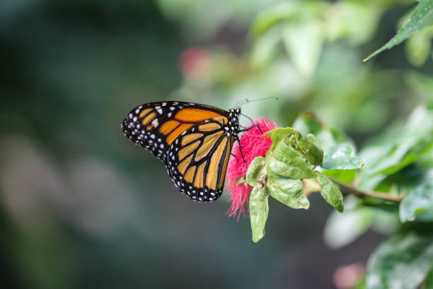 istock monarch butterfly (Danaus plexippus) collecting nectar from flower 937330768