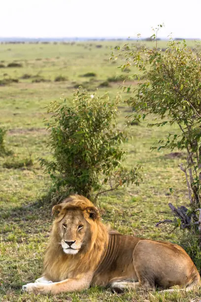 Photo of Portrait of the king on the grass. Rest on the grass. Kenya, Africa