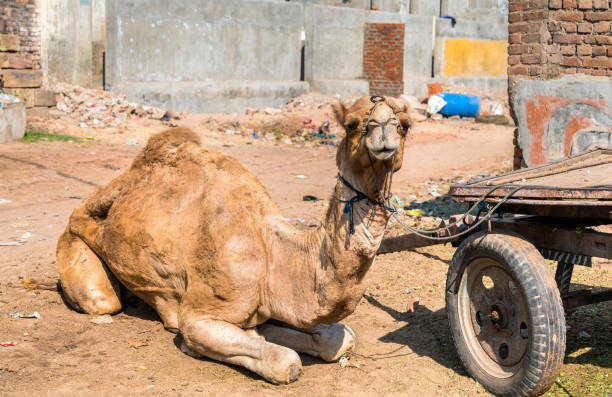 istock Dromedary with a cart waiting for work. Patan, India 937338202