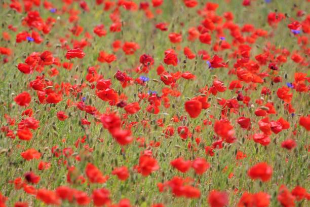 istock Close-Up Of Poppies On Field 937338358