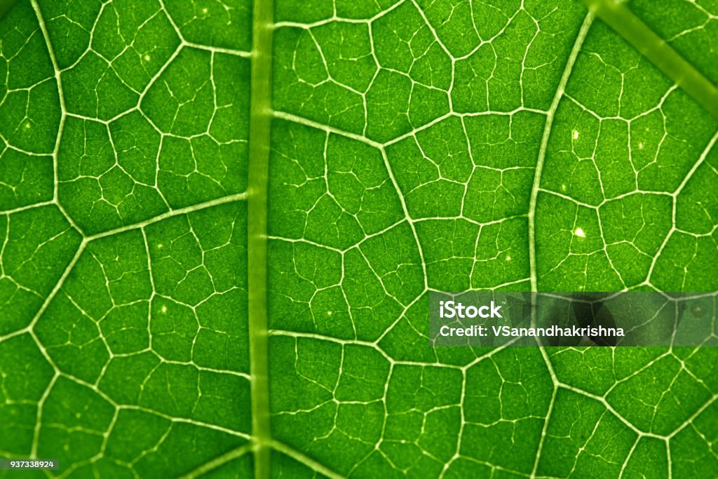Leaf texture Leaf texture macro shot. Leaving Stock Photo