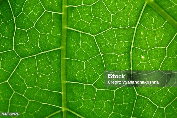 Leaf Texture Stock Photo - Download Image Now - Leaving, Leaf, Close-up