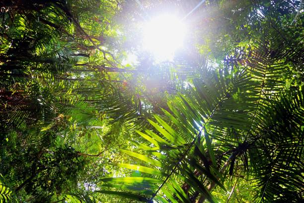 istock Low Angle View Of Bamboo Trees In Forest 937341648