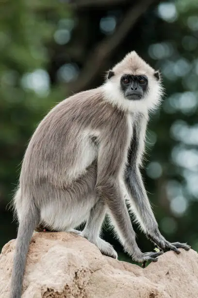 Gray Langur Monkey seating on a termite nest