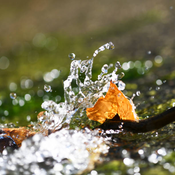 leaf caught in flowing cool spring water on a bright summers day , concept of freedom, room for text overlay, bokeh background for copy space