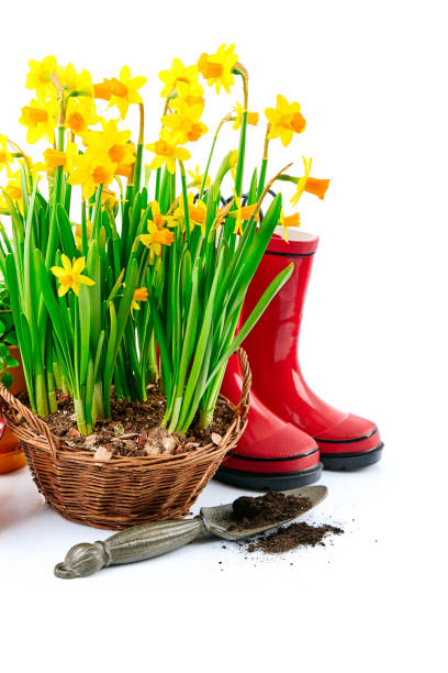 istock Spring gardening flowers narcissus still life with red 937342306