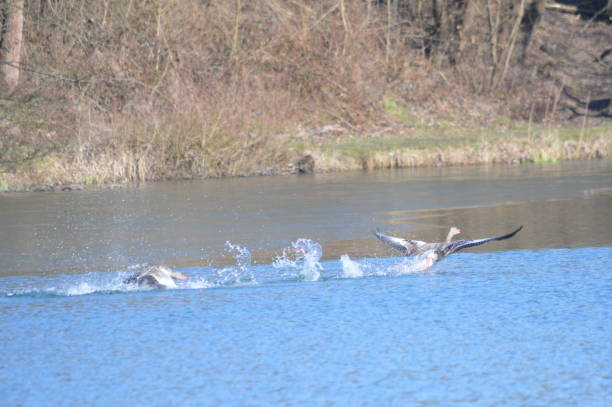 istock Greylag geese performing their courtship display 937342442