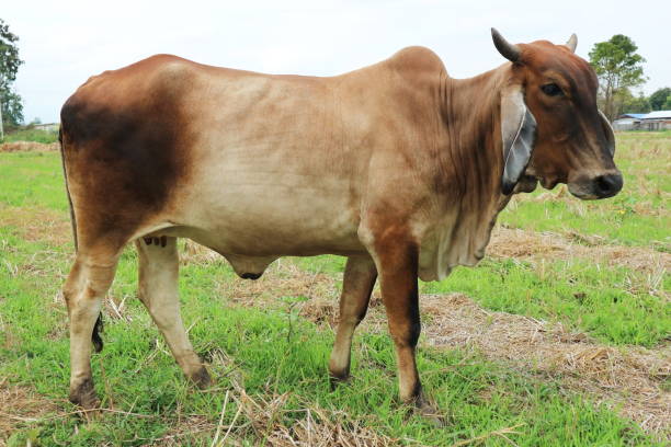 istock A Cow In The Rice Field 937346696
