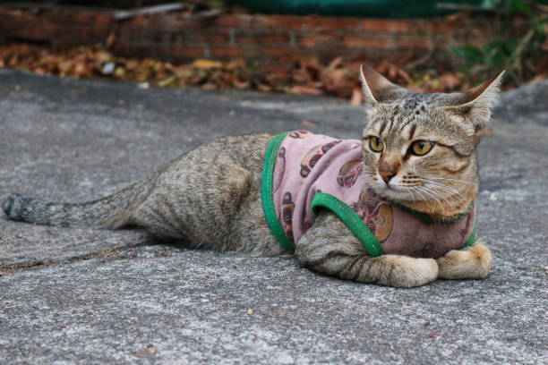 istock A Cute Cat Resting On The Ground 937347304