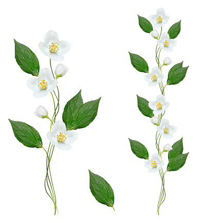 branch of jasmine flowers isolated on white background.