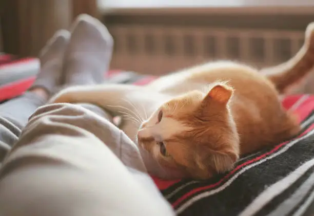 Photo of lying and relaxing in bed with cat opposite the window on a sunny day.