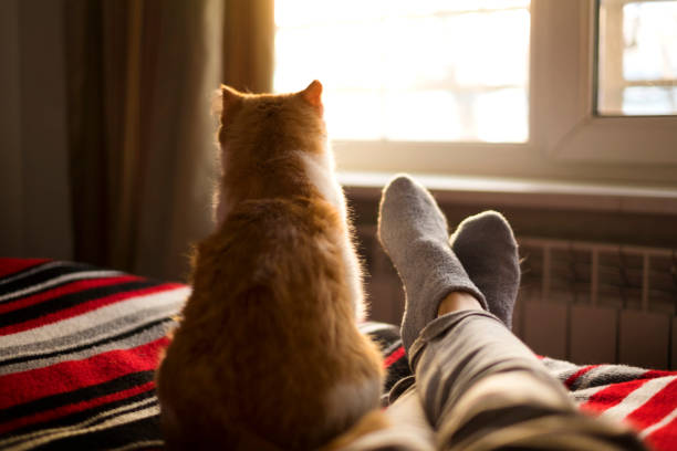 lying and relaxing in bed with cat opposite the window on a sunny day.