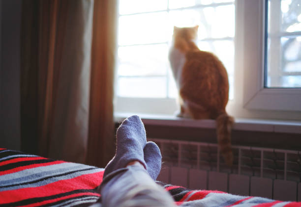 istock lying and relaxing in bed on a sunny day, cat sitting on the window. 937350960