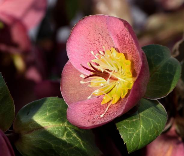 istock Helleborus Pippa's Purple flower 937359288