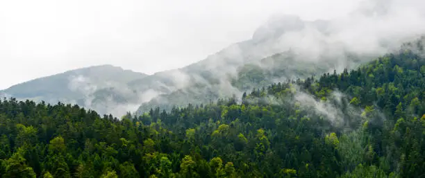 Mountain-Forest in cloudscape-Pyrenees France