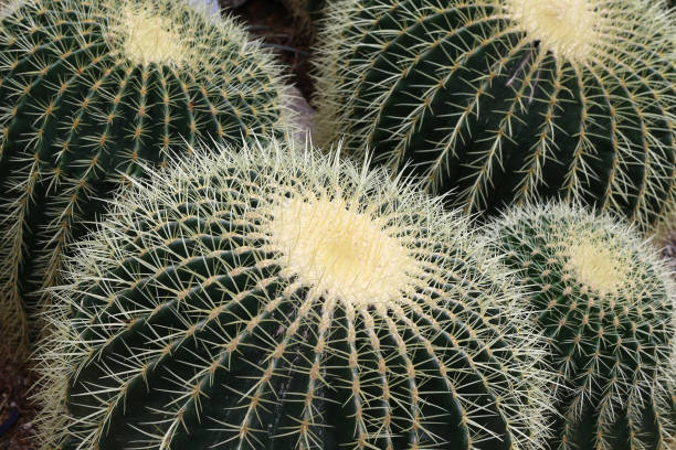 istock Golden barrel cactus - Echinocactus grusonii 937363126