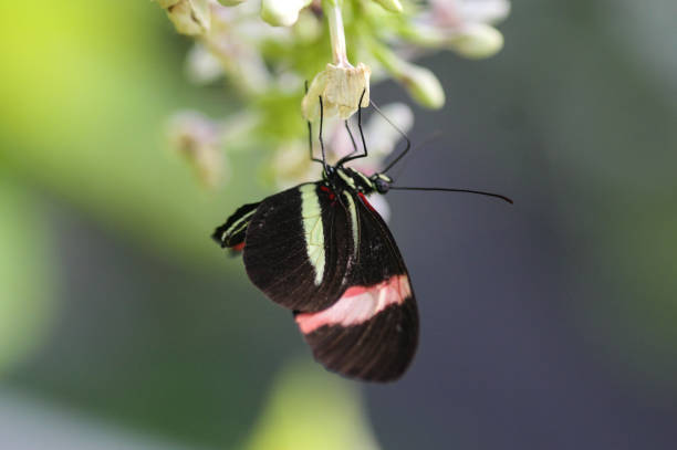 Close up of red passion flower butterfly