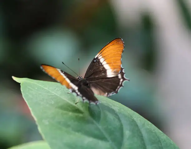 close up of rusty tipped page butterfly