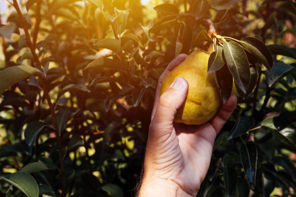 Farmer examining and picking pear fruit Farmer examining and picking pear fruit grown in organic garden, male hand holding ripening fruit pear tree photos stock pictures, royalty-free photos & images