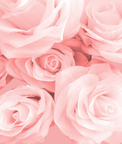 rosas cor-de-rosa - beautiful rose - fotografias e filmes do acervo