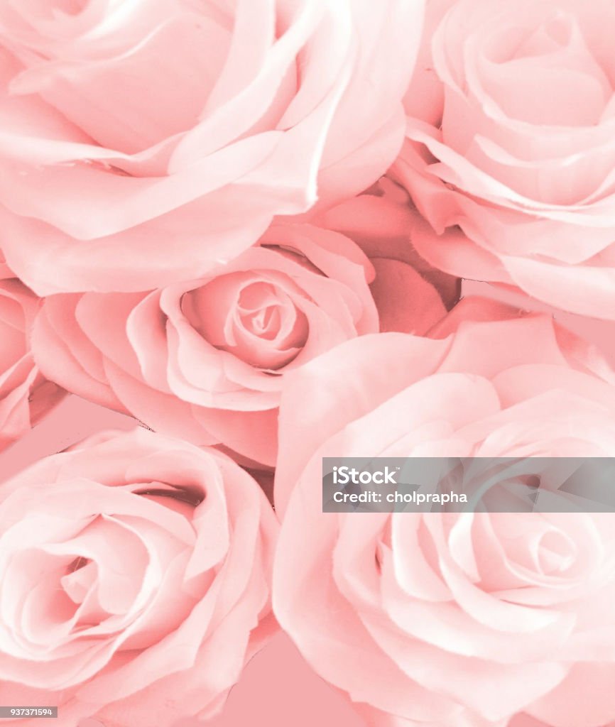 Pembe Gül - Royalty-free Gül Çiçeği Stok görsel