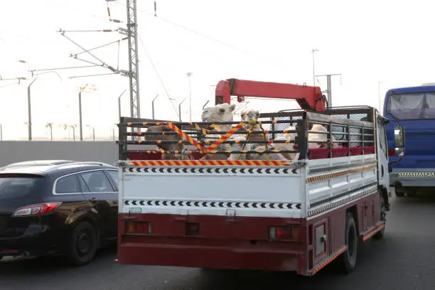 Photo of Camels on the back of truck on the highway of saudi arabia