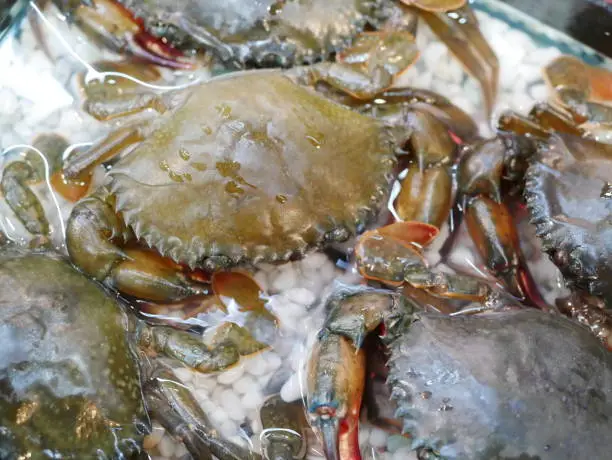 Photo of Soft-shelled crabs