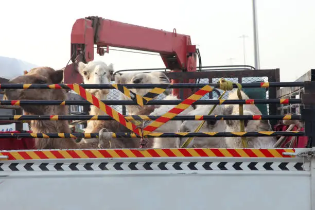 Photo of Camels on the back of truck on the highway of saudi arabia