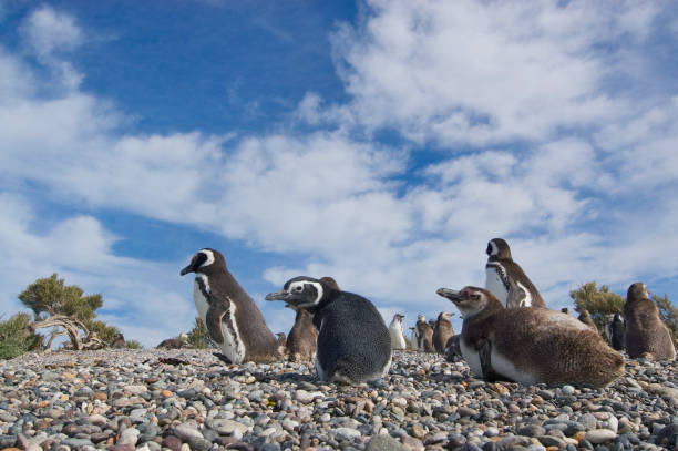 istock Magellanic Penguin Colony (Spheniscus magellanicus) in Patagonia 937376056