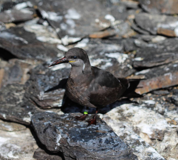 istock nca Tern, Larosterna inca, bird on the stone. 937383008