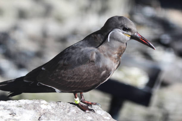istock nca Tern, Larosterna inca, bird on the stone. 937383052