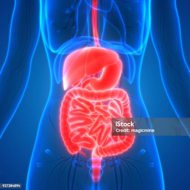 Anatomia Del Sistema Digestivo Degli Organi Del Corpo Femminile - Fotografie stock e altre immagini di Intestino