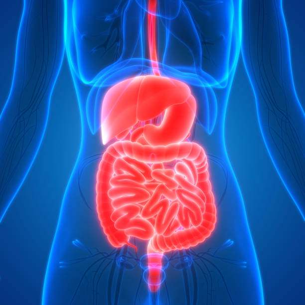istock Female Body Organs Digestive System Anatomy 937384894