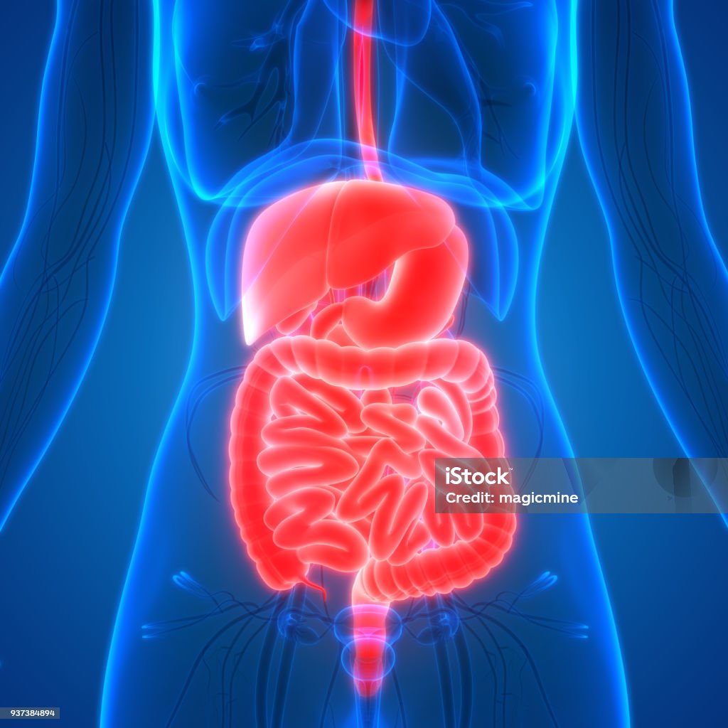 Female Body Organs Digestive System Anatomy 3D Illustration of Female Body Organs Digestive System Anatomy Intestine Stock Photo