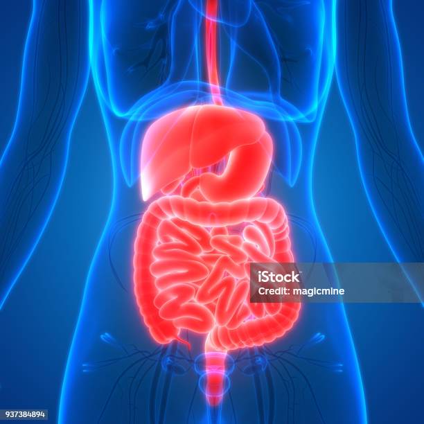 Female Body Organs Digestive System Anatomy Stock Photo - Download Image Now - Intestine, Women, Three Dimensional