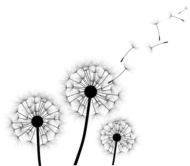 silhouette der ein löwenzahn - dandelion freedom silhouette wind stock-grafiken, -clipart, -cartoons und -symbole