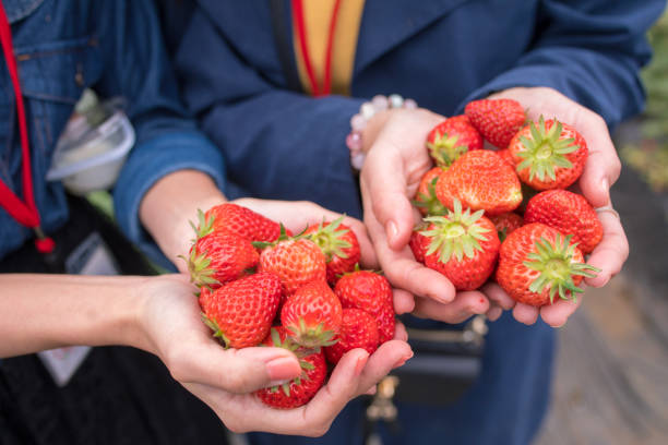 Young women holding strawberries on hands