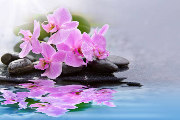 istock Pink orchid flowers reflected in the water 937388624