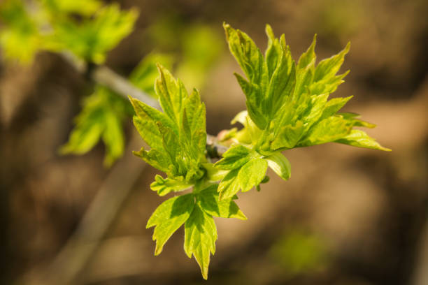 istock Young leaves on the branch 937391502