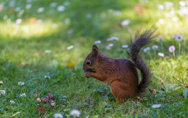 istock Squirrel in Summer Park, Tallinn, Estonia 937392168