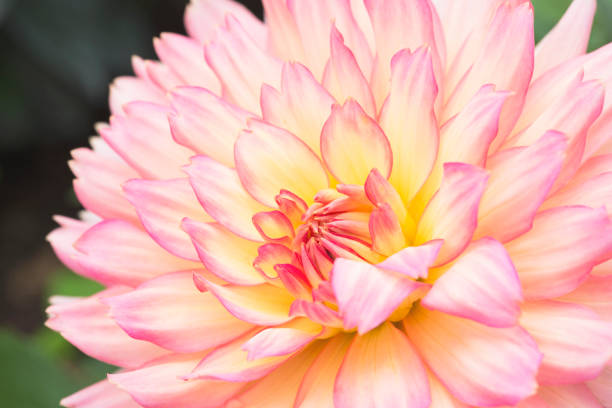 Colorful dahlia flower