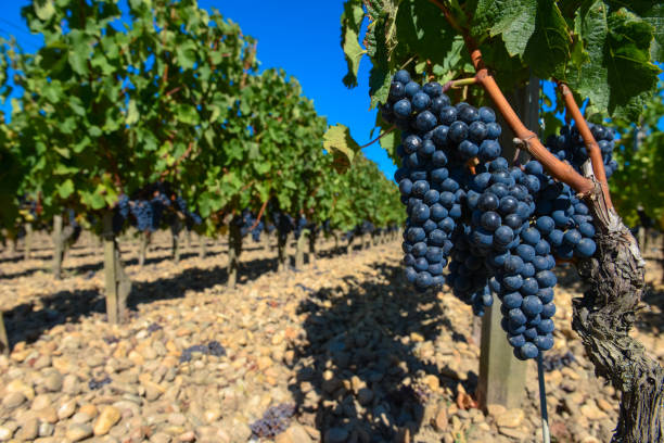 istock Grapes in Bordeaux Vineyard 937392786
