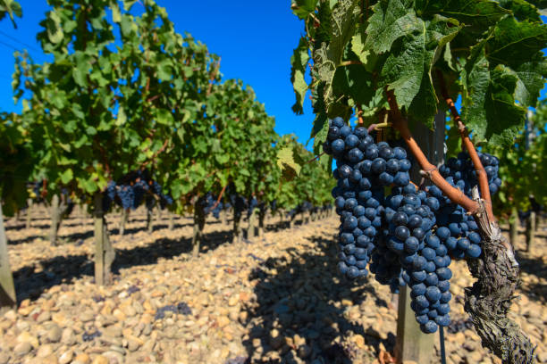 istock Grapes in Bordeaux Vineyard 937393204