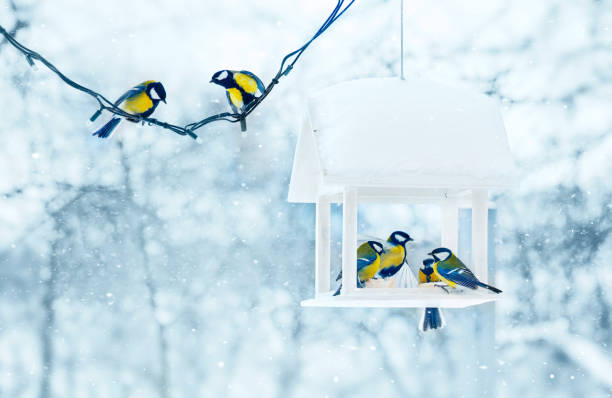 istock Tit birds in white wooden 937393302