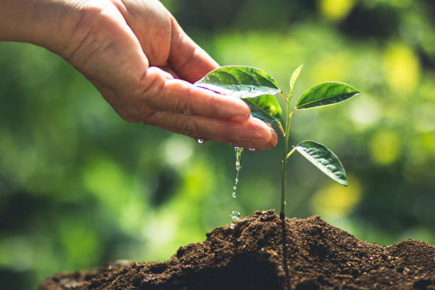 istock plant a tree passion fruit Sapling in nature light and blackground 937393372