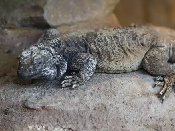 close up of Sauromalus ater lizard