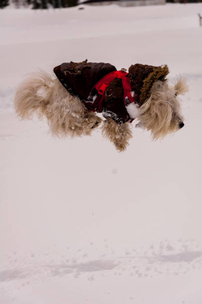 istock Cute poodle in the snow 937399198